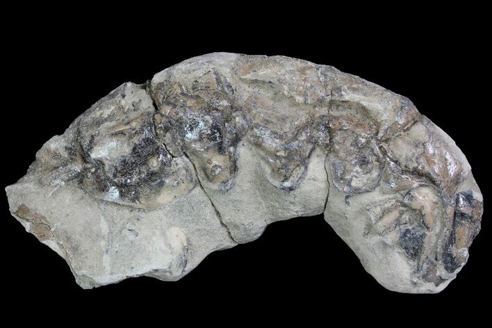 Fossil Lobster (Meyeria) - Cretaceous, Isle of Wight #92912